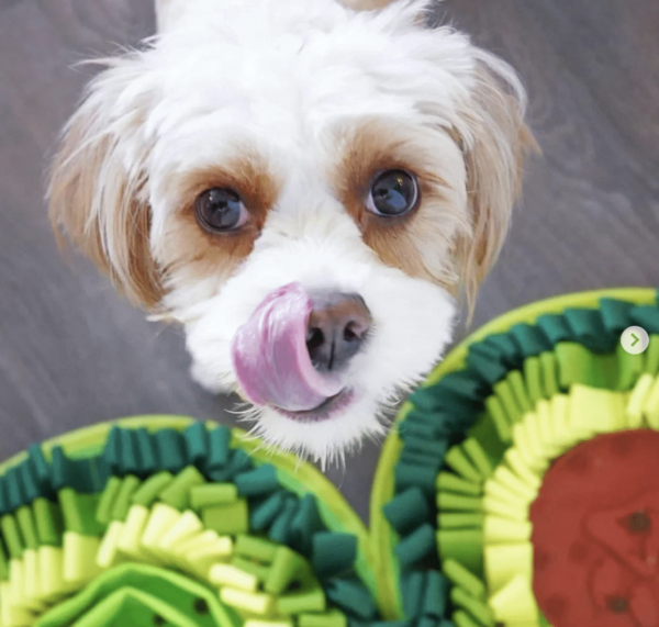 hond die geniet van de snuffelmat van PawzNDogz in de vorm van een avocado