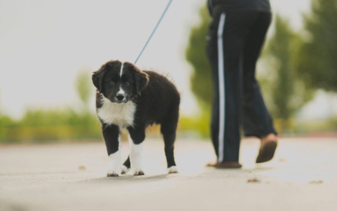 person in track pants walking a black and white border collie outdoors