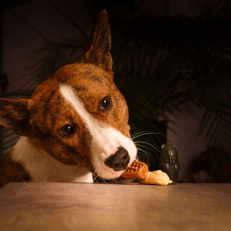 Rio met een kauwsnack
